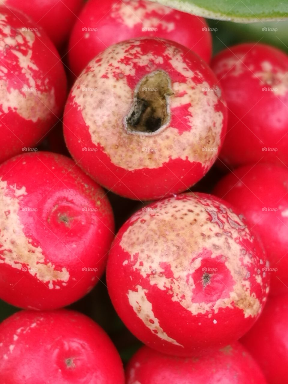 Rotting Berries