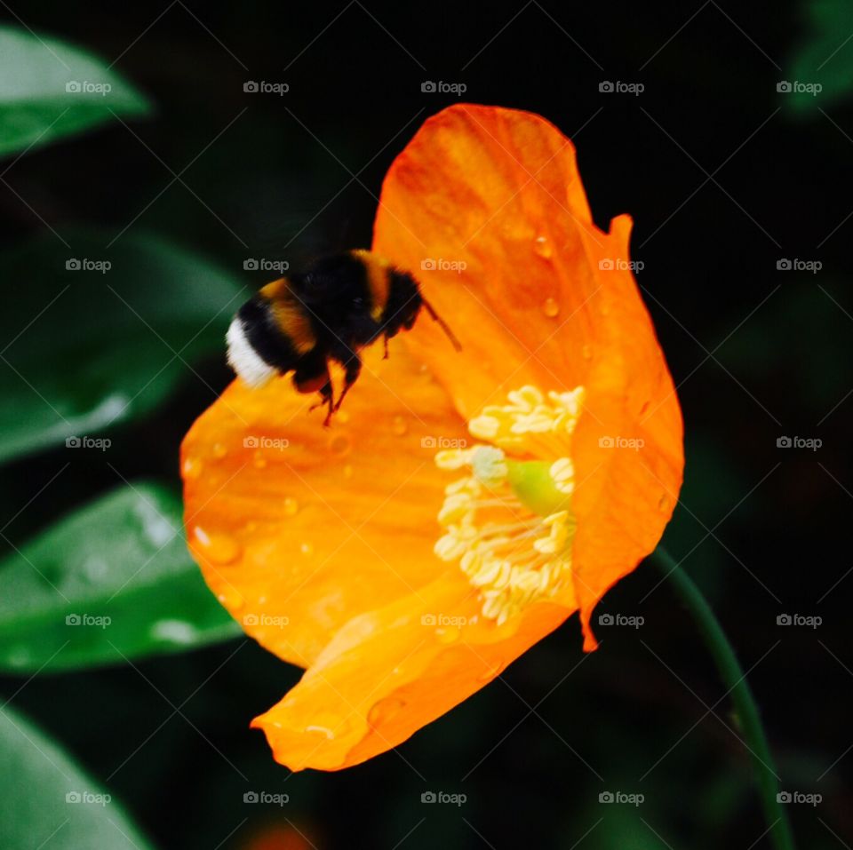 Flower Bee