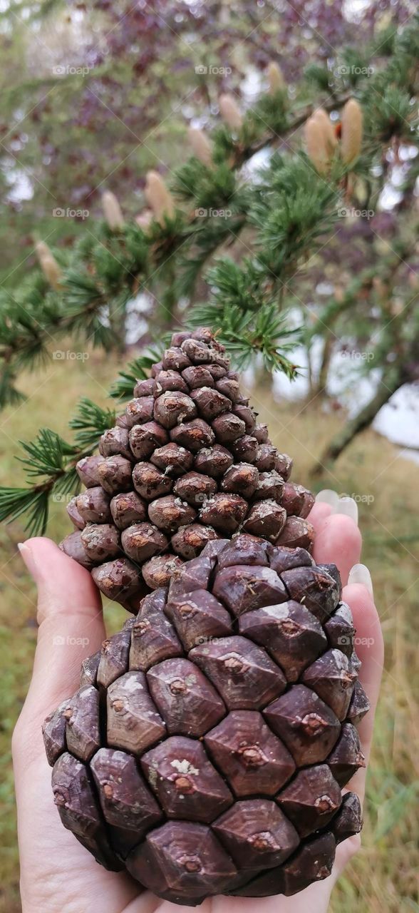 Cones