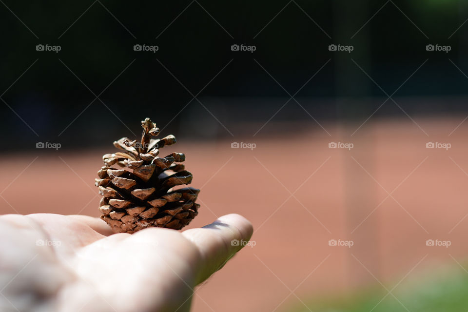 Cone in a hand. Photographed in park nature