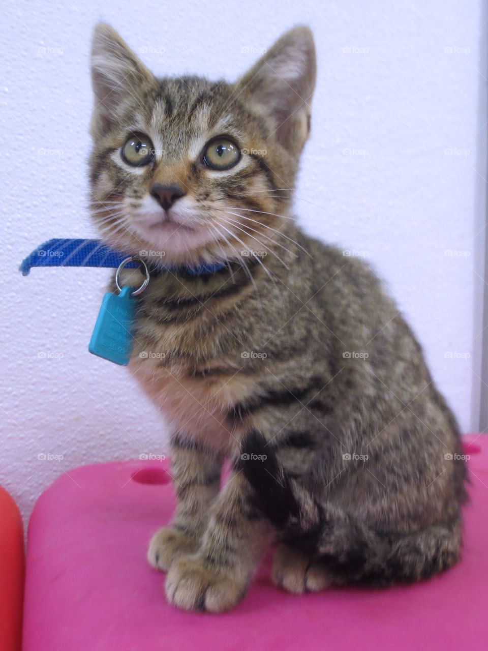 Brown tabby kitten 