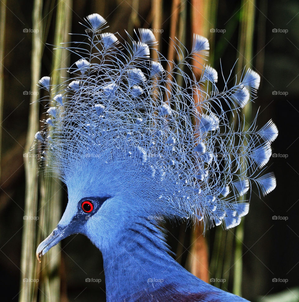 blue bird zoo peacock by delvec