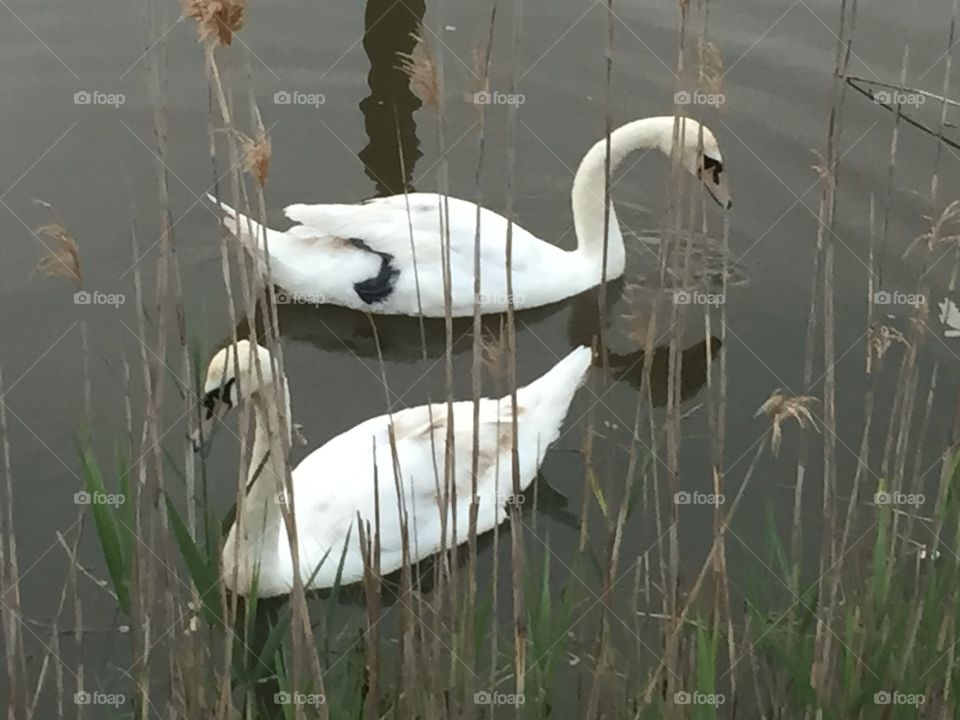 Swans