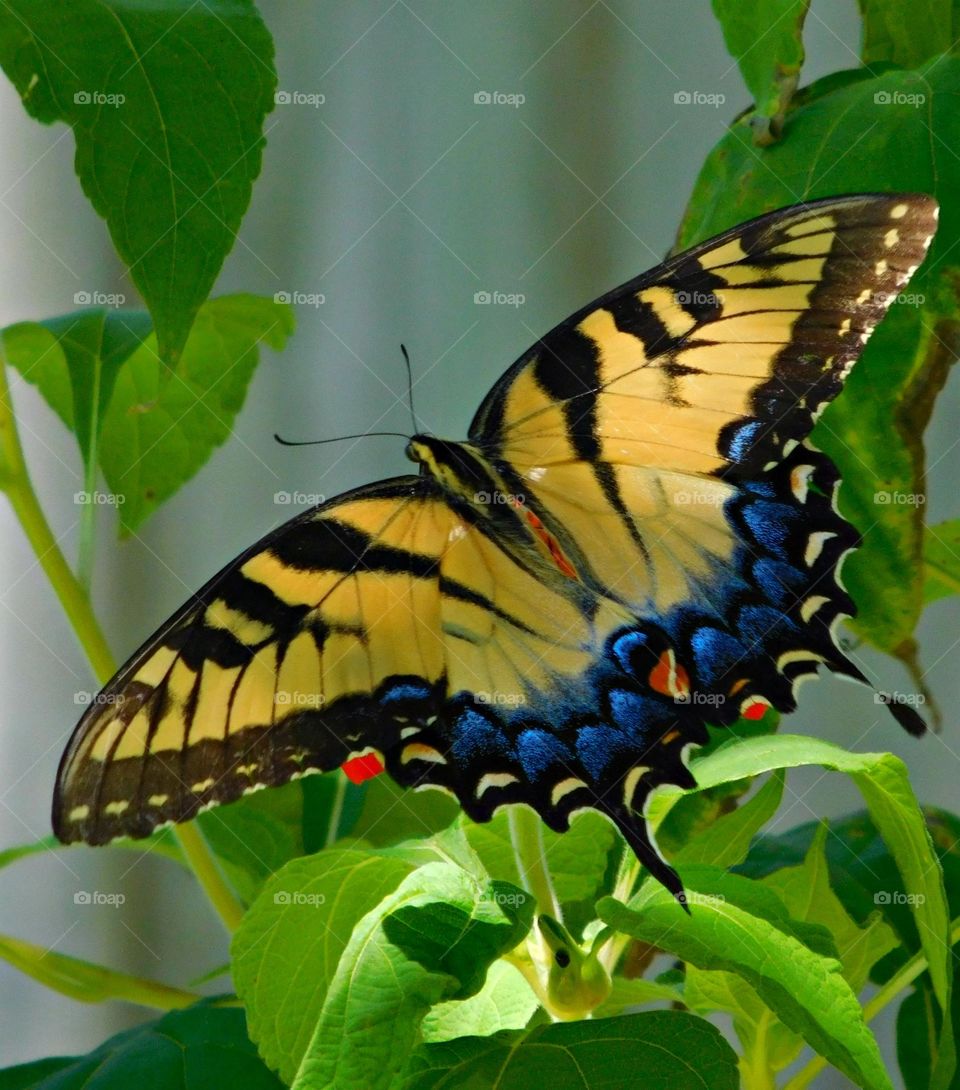 This is spring - A mammoth, colorful Yellow swallowtail butterfly feeds on a swamp daisy flower 