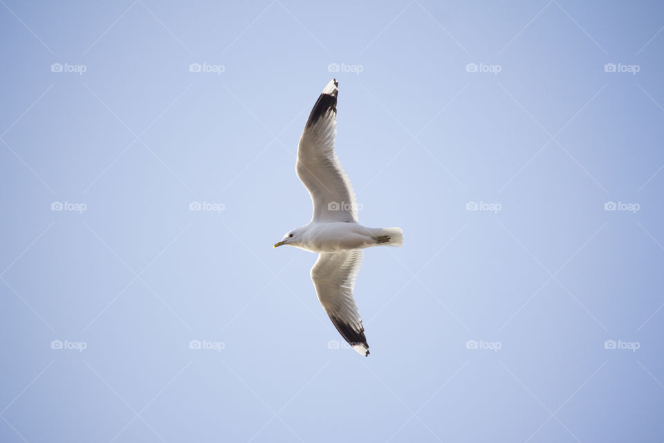 Seagull flying .
Fiskmås flyger 