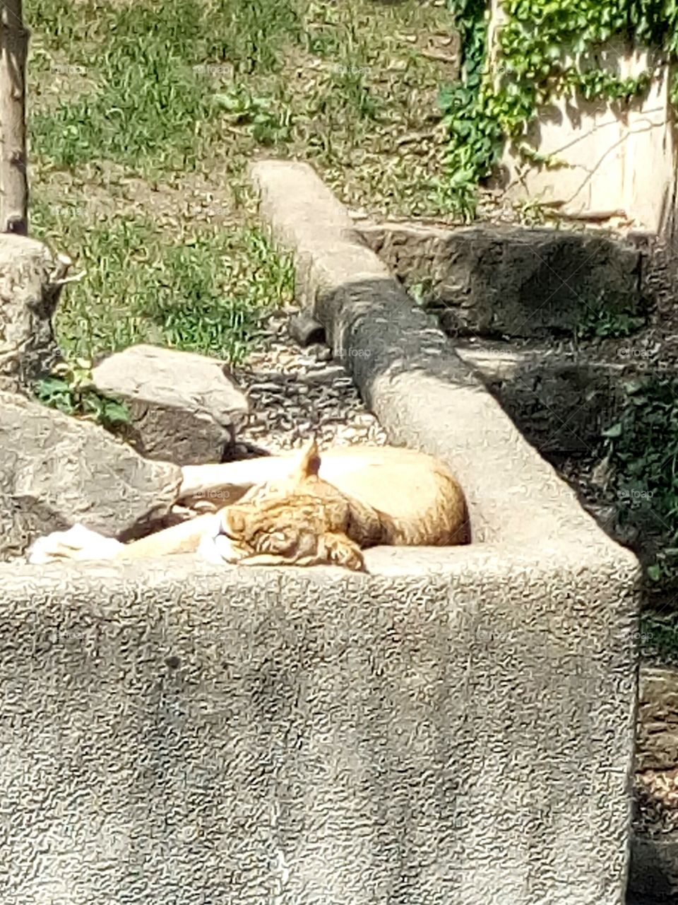 Nap-time at the Buffalo Zoo