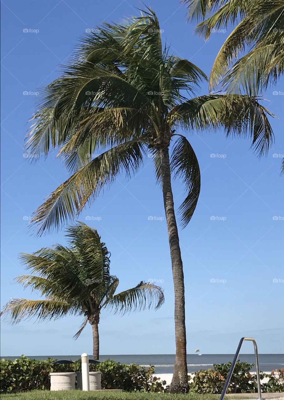 Palm trees in the breeze 