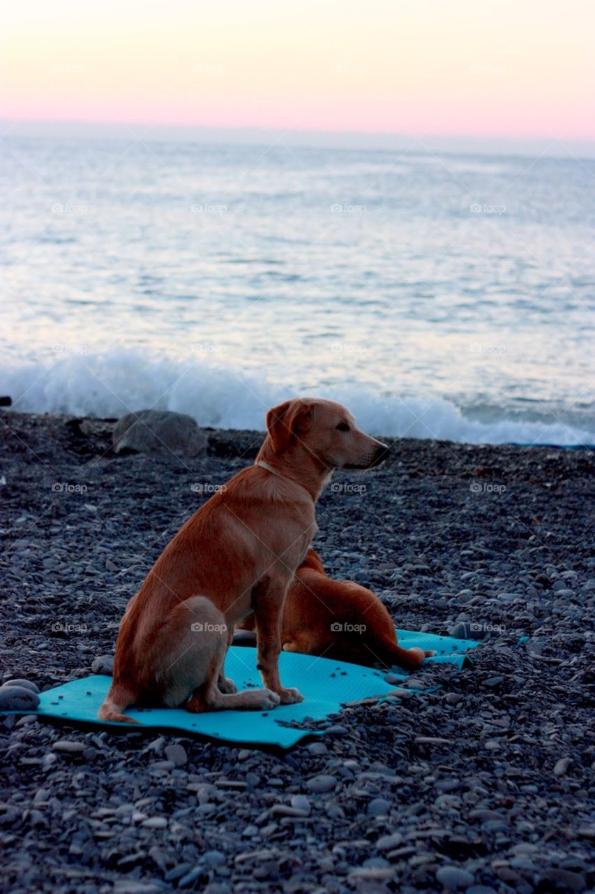 Dog, Beach, Water, Sea, No Person