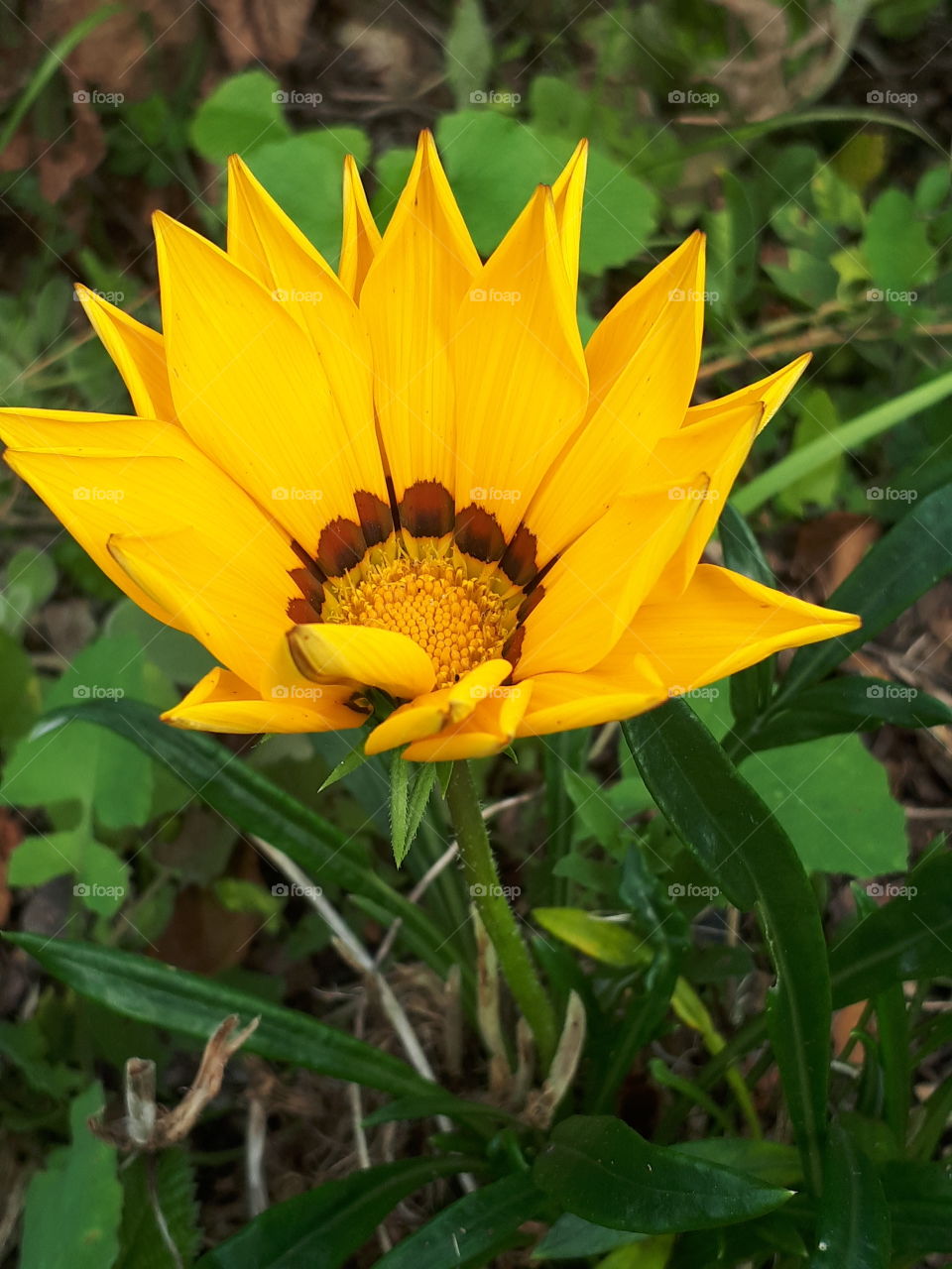 Nature, Flora, Flower, Summer, Leaf