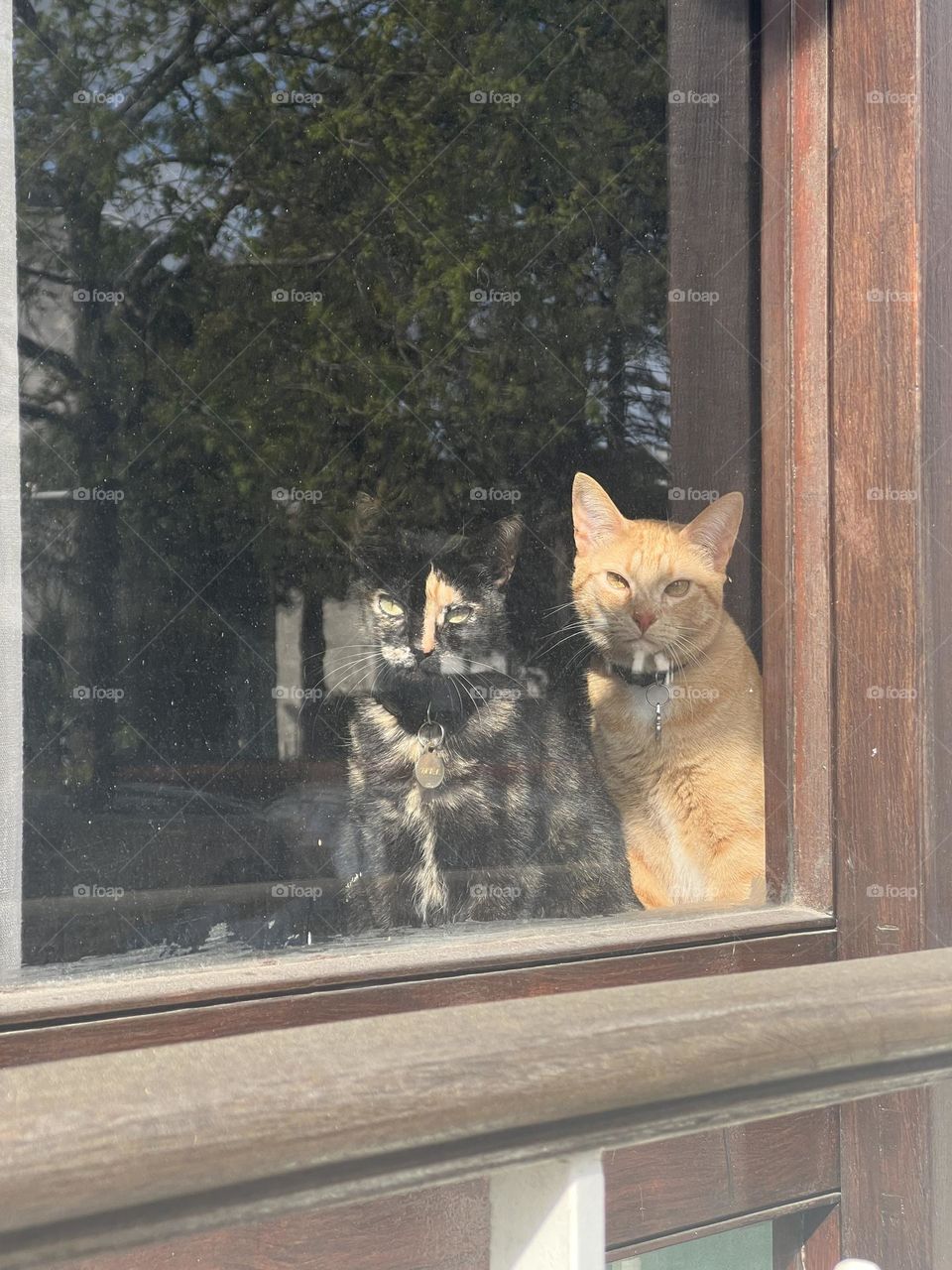 Cats by the window 