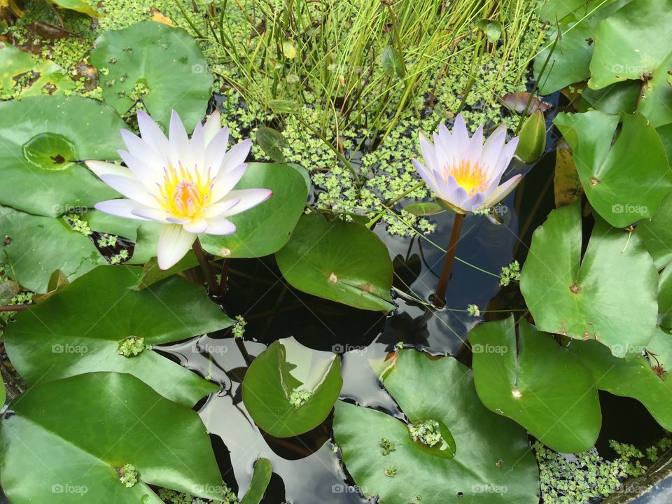 Flowers in pond
