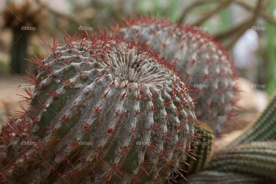 Cactus, Sharp, Nature, Spike, Succulent