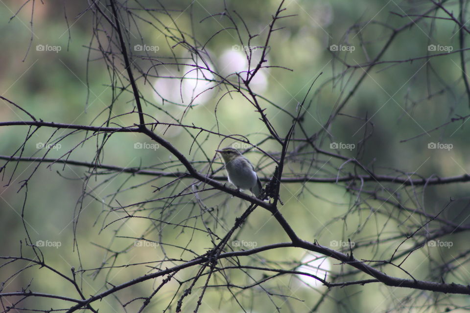 Bird on a tree branch in the forest