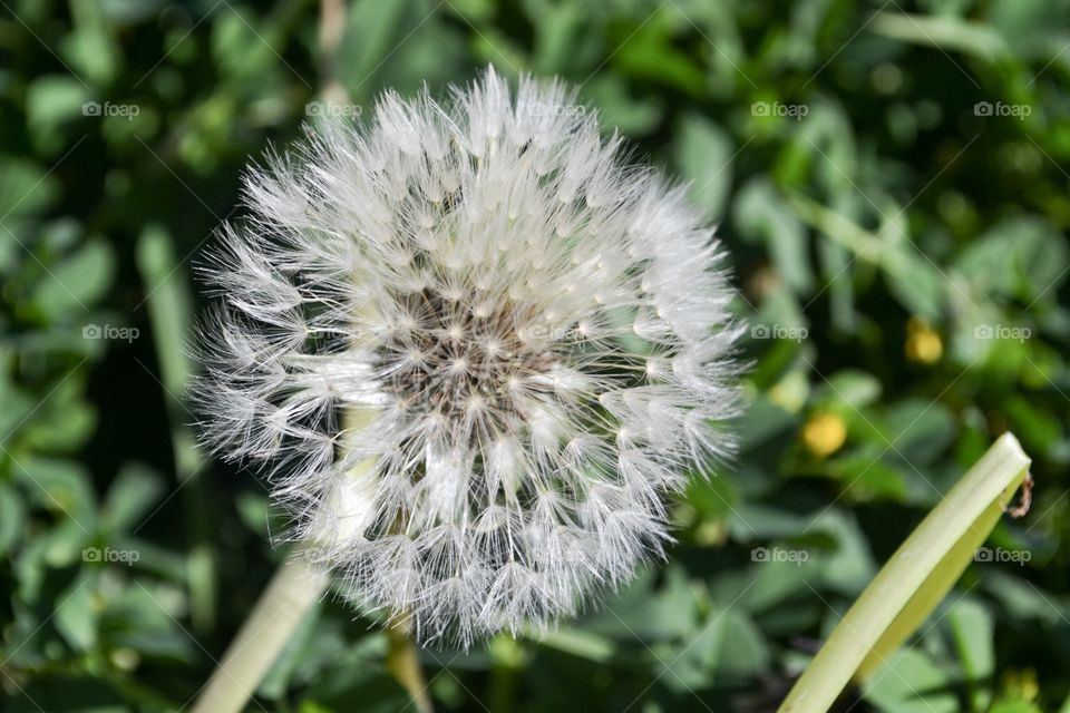 Creamy white dandelion gone to seed close up macro single against a blurred grassy background 