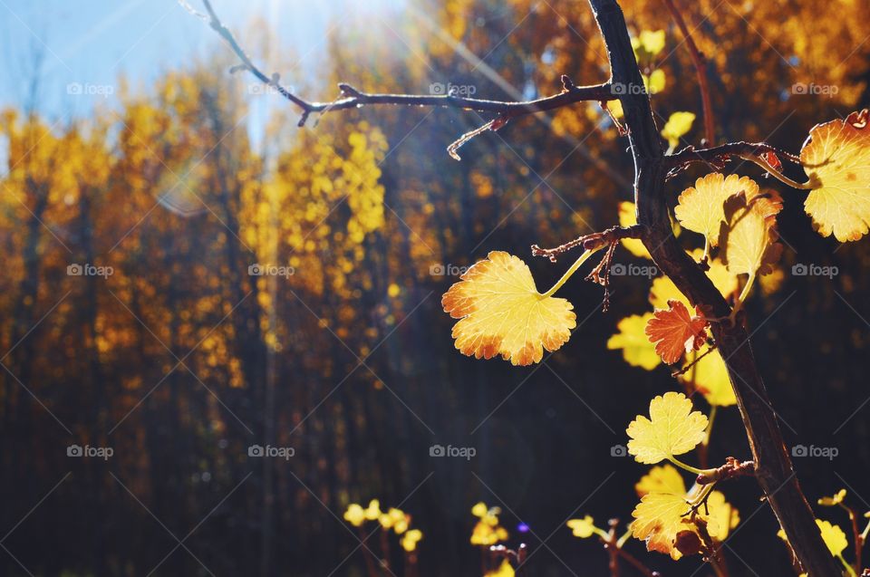 Close-up of tree branch