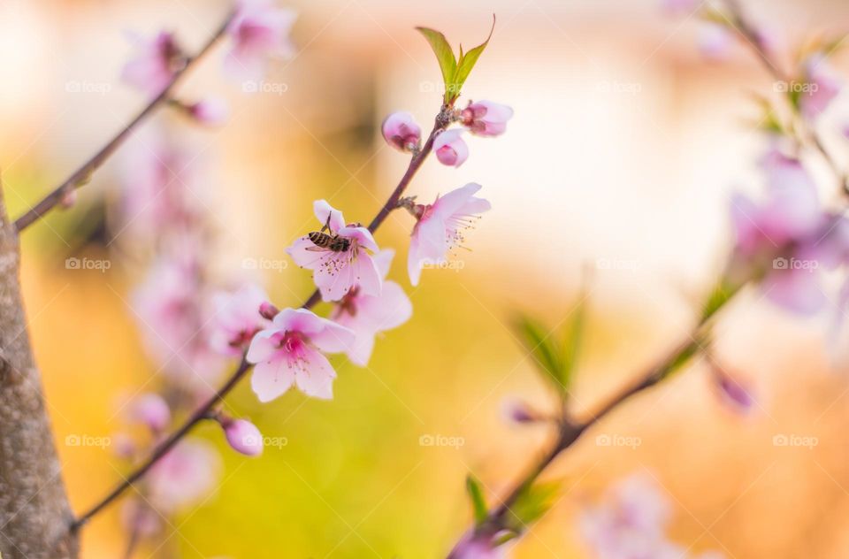 Spring season bringing new life to nature. Honeybee enjoying nectar.