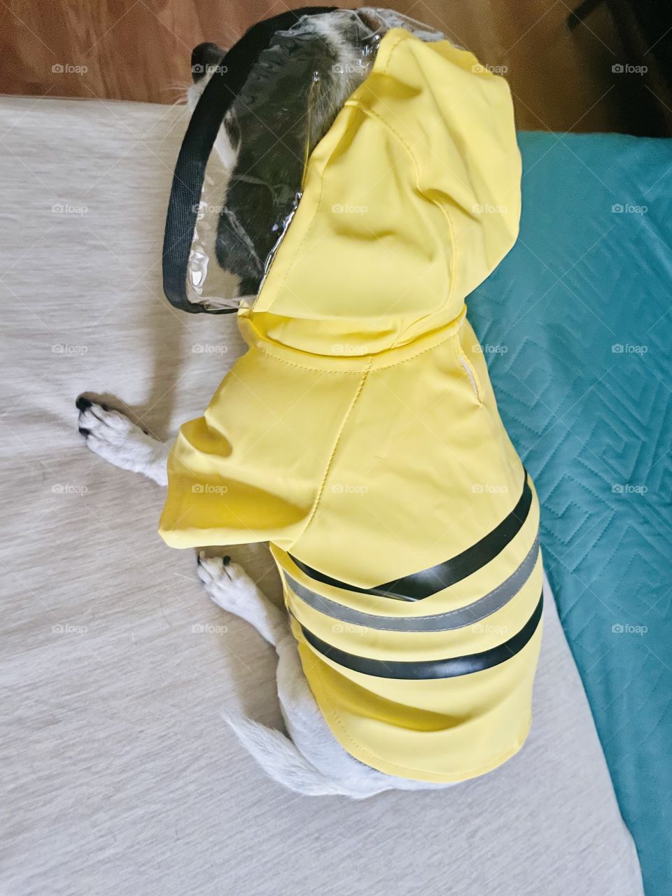 Cutest raincoat with see through hoodie 