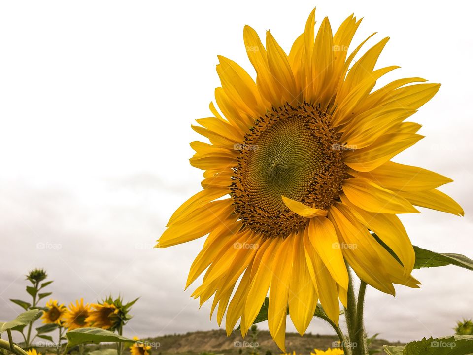 Nature, Sunflower, No Person, Summer, Flower