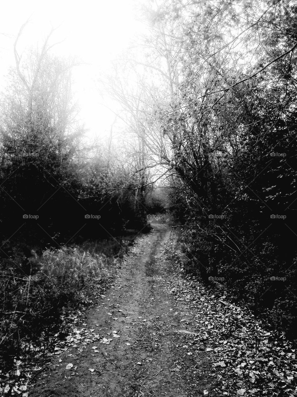 Black and white photo of a park trail in California 