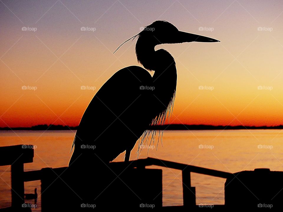 Great Blue Heron silhouette is perched on the dock during a spectacular sunset 