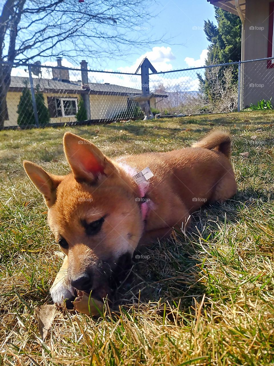 A beautiful Shiba Inu named Vixen, playing outdoors