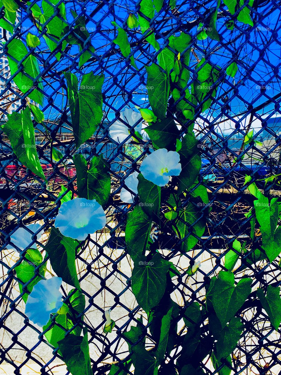 Blooming white plants climbing up a fence in Long Island City, Queens, New York arranging themselves like a bouquet. Photographed on a bright sunny Saturday afternoon in the summer of 2019. Hypnotic Productions
