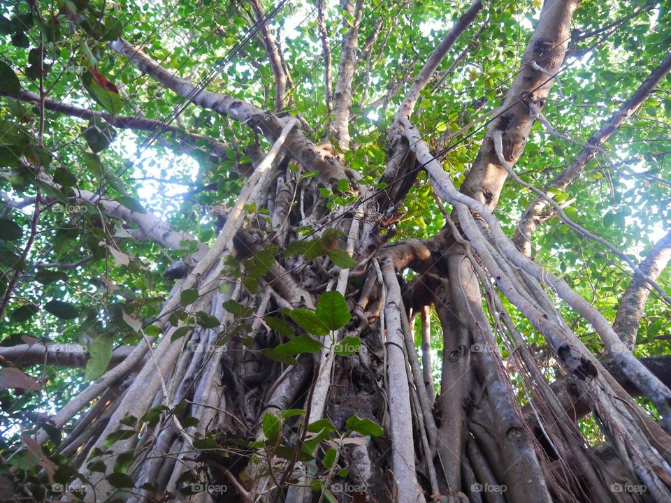 A tree in Malaysian forest