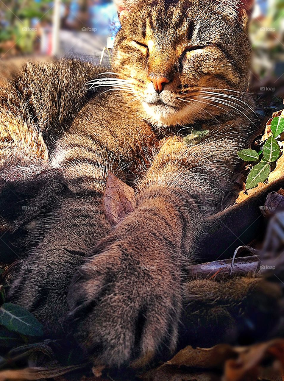 Lazy Sleeping Cat in the Sun
