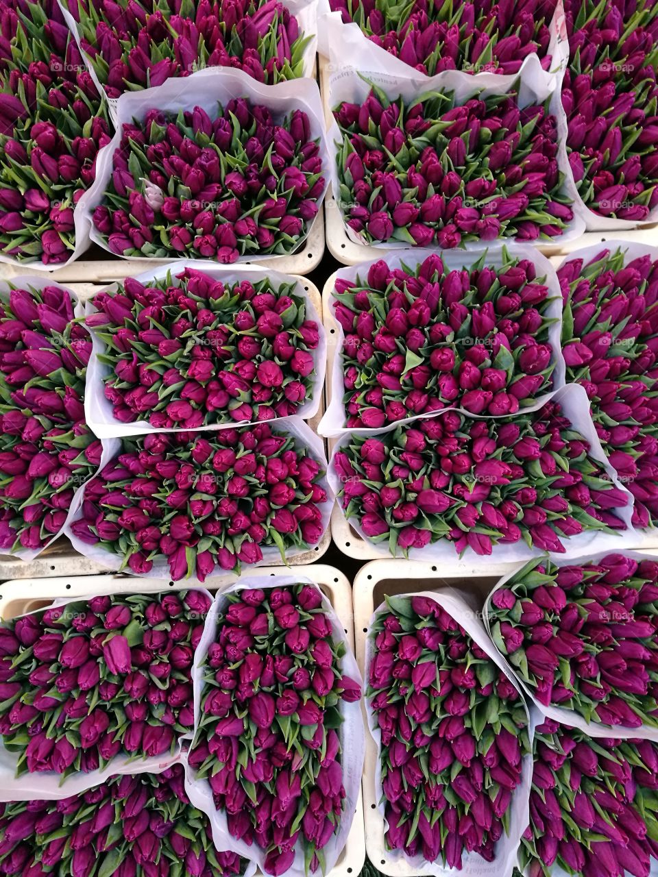 High angle view of purple tulips