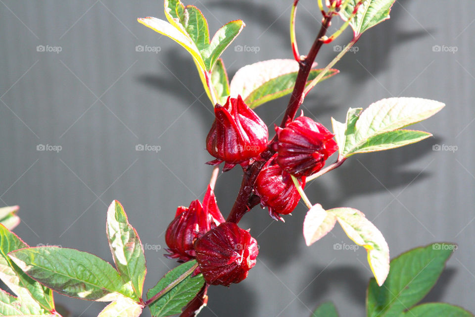 Desert buds