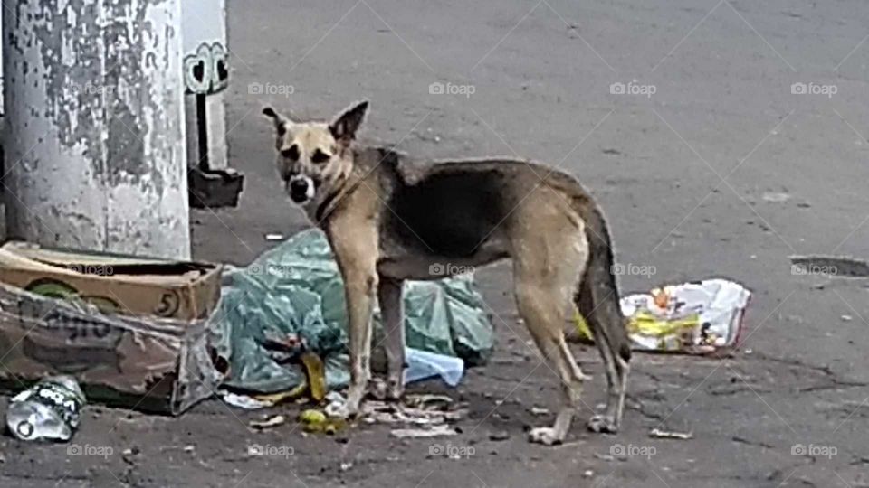 Dog de Favela 👏 - Fura Saco