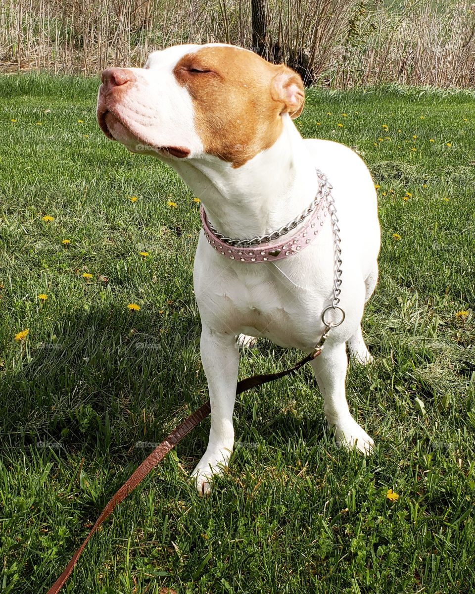 White Red Bose Pitbull standing in green grass holding her head up enjoying the sun