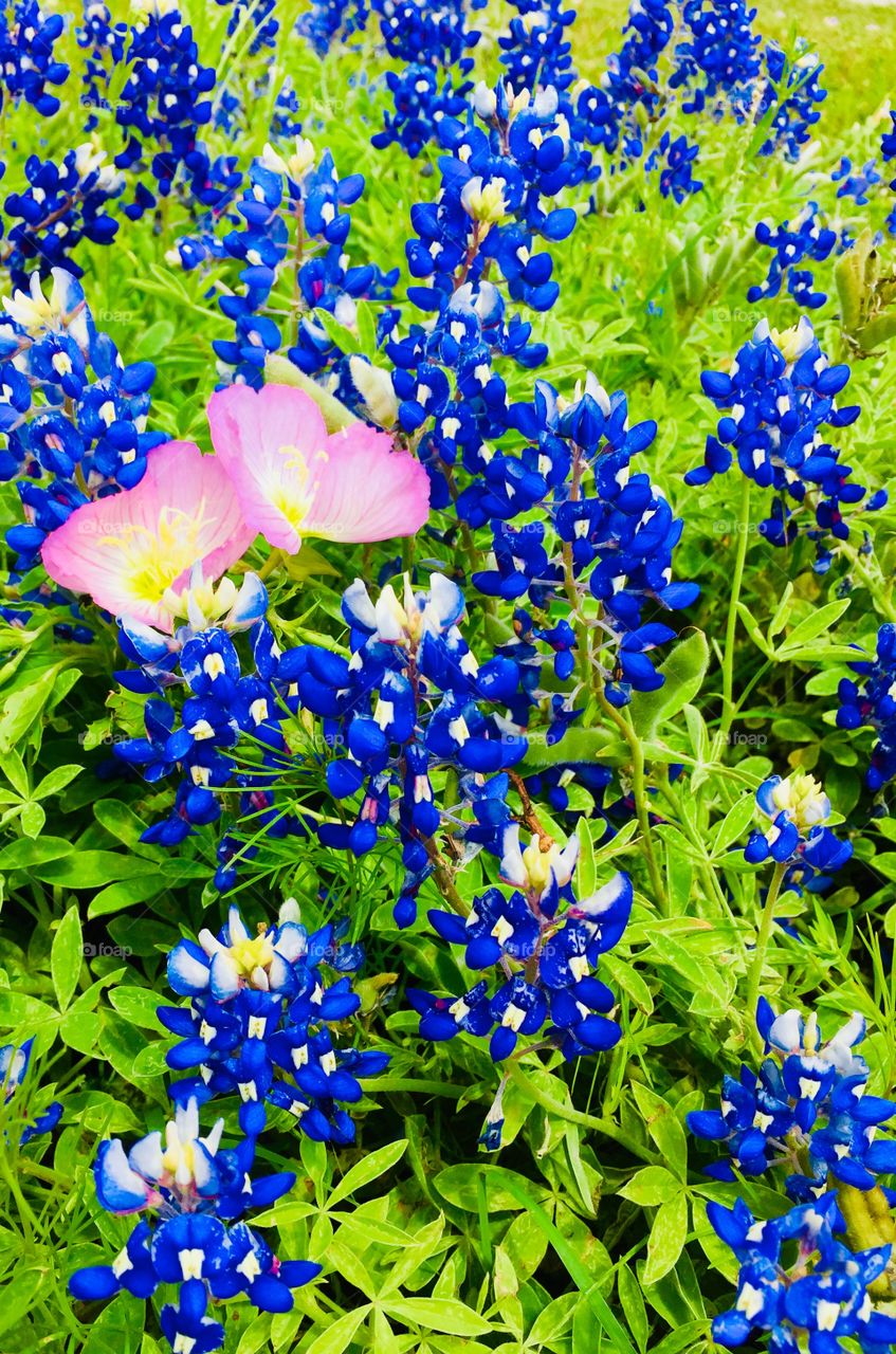 Blue Bonnets with pink flower 