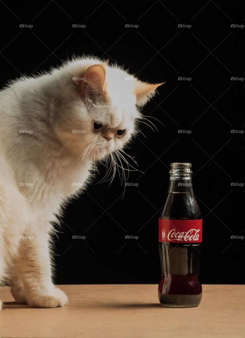 Cat looking at a Coca Cola bottle