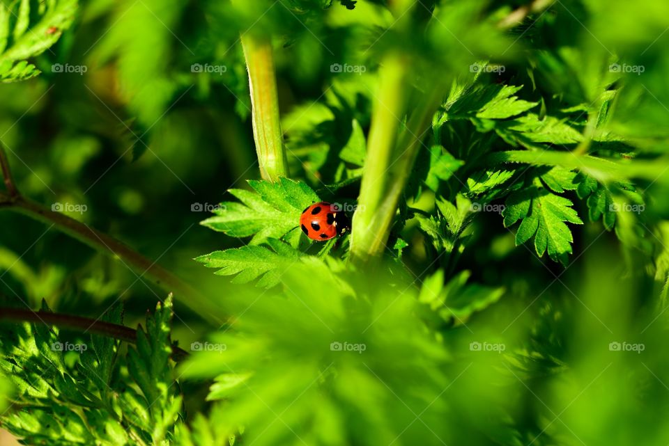 Ladybug on plant