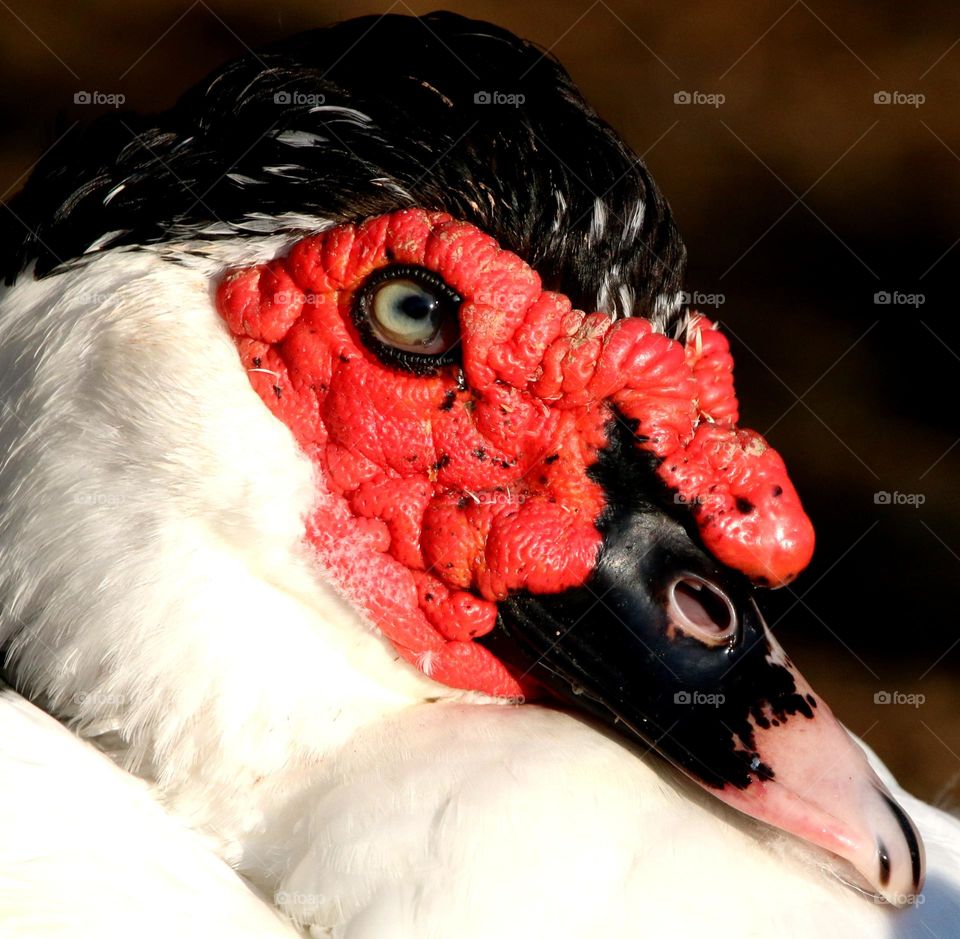 Closeup of a Muscovy Duck