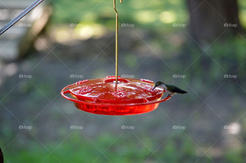 Hummingbird lands on feeder