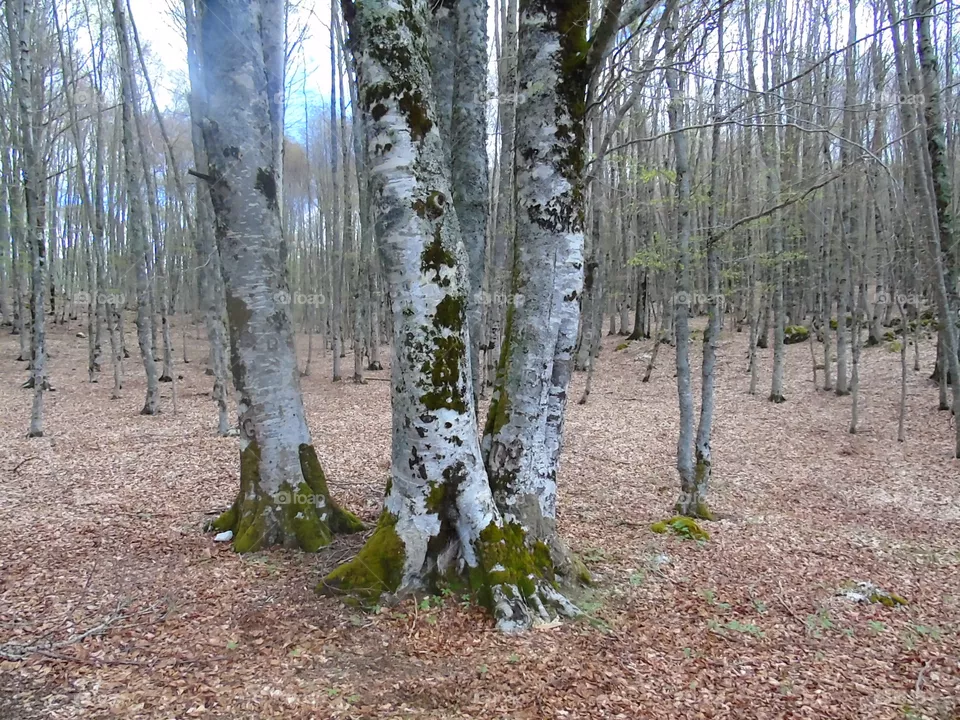 Old tree