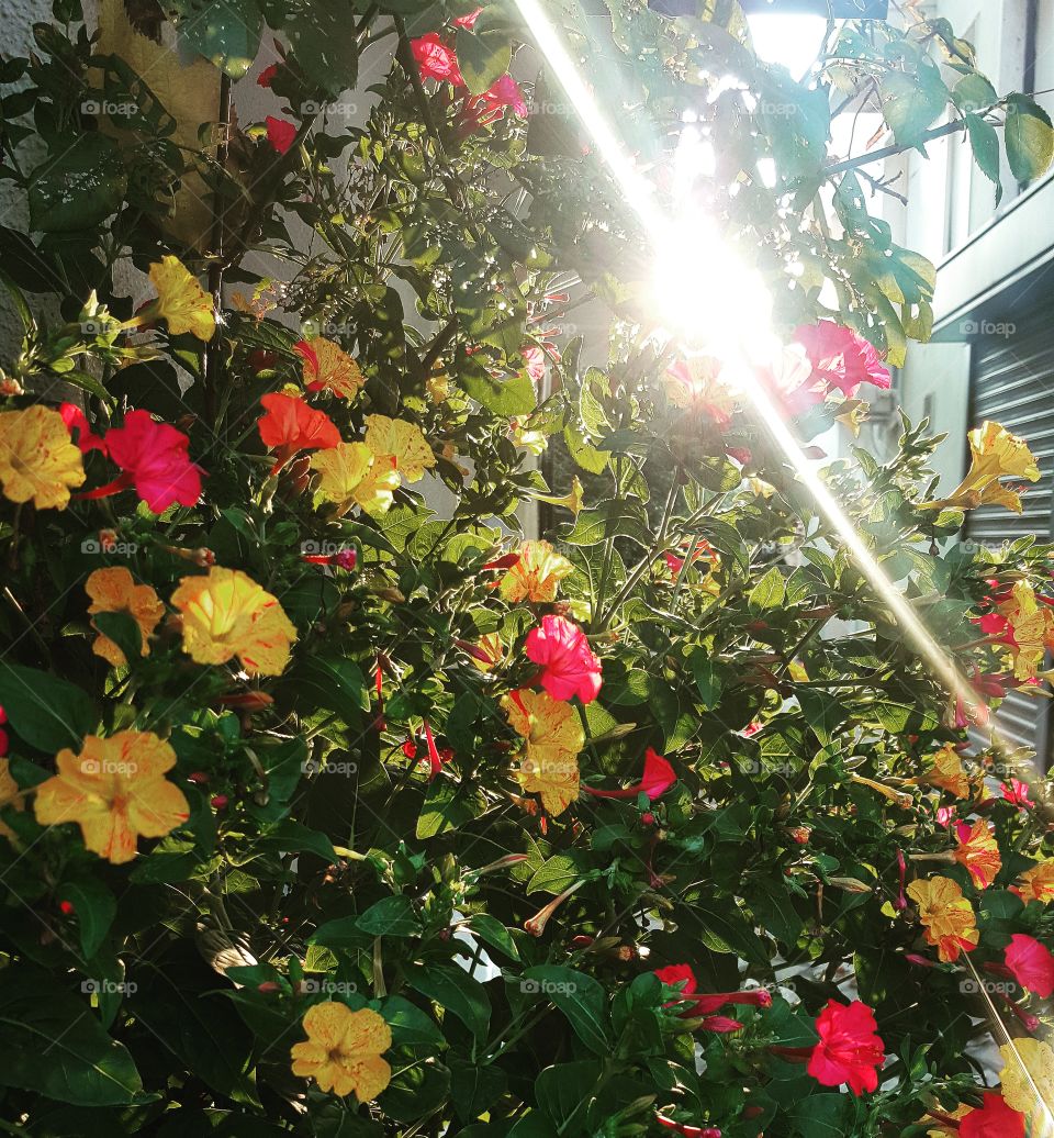 beautiful bush with colorful flowers