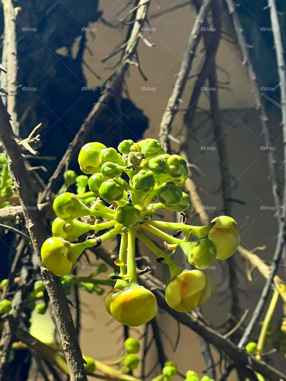 Cannonball flower buds still green