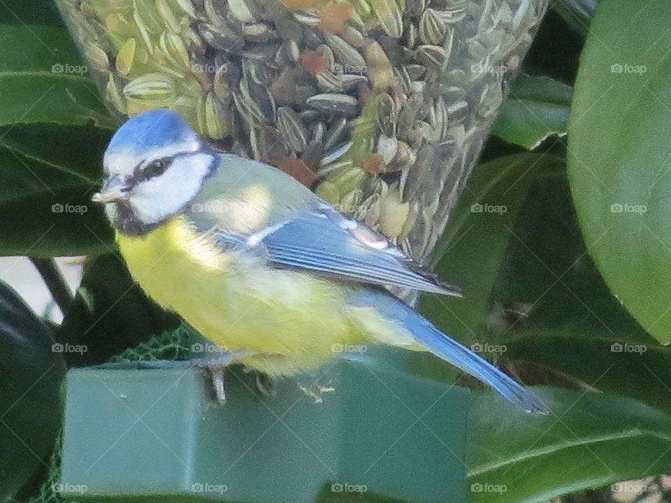 Blue tit