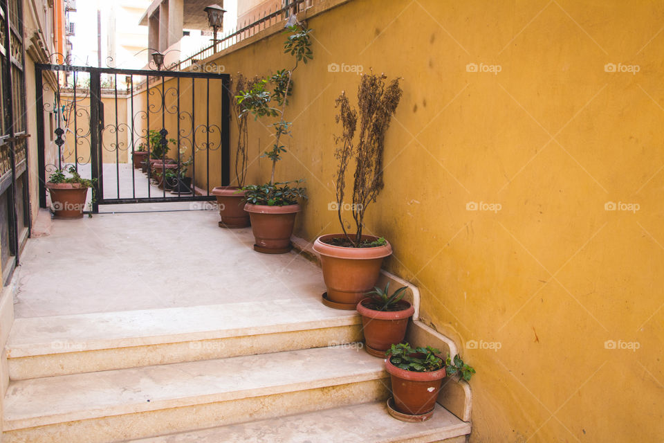 Roses and plants in pots in the hallway of our house.