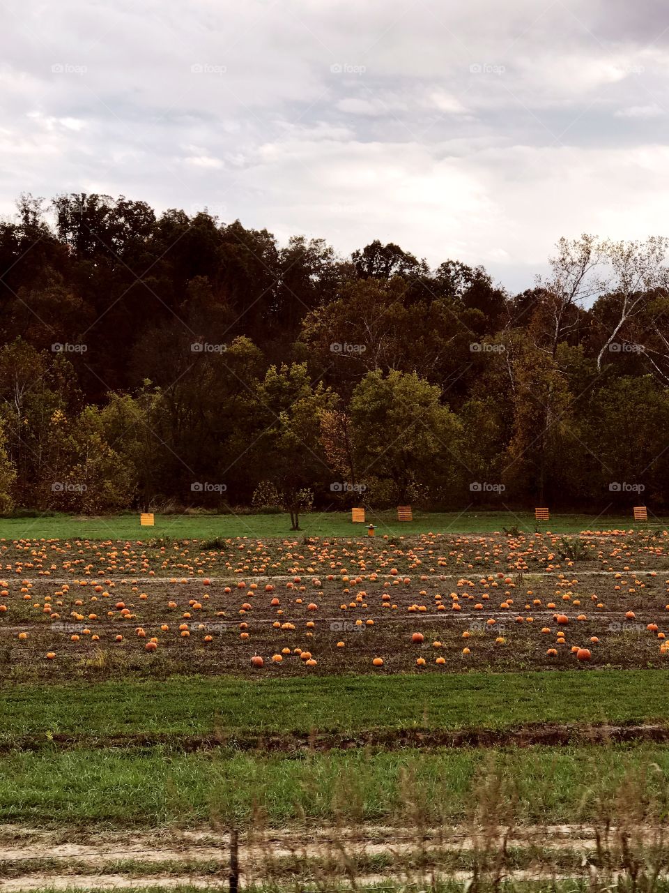 Pumpkin patch 