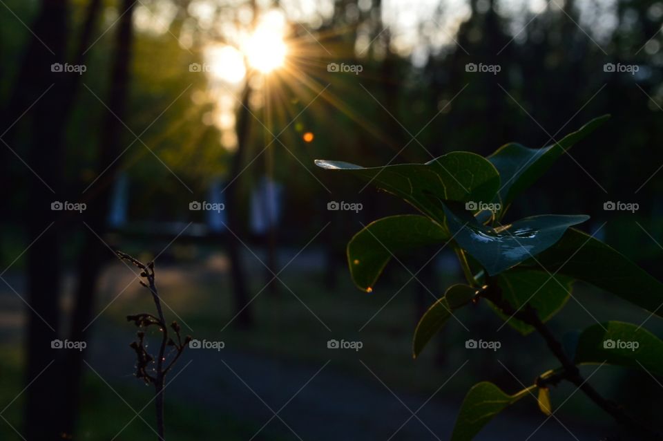 beautiful spring sunset