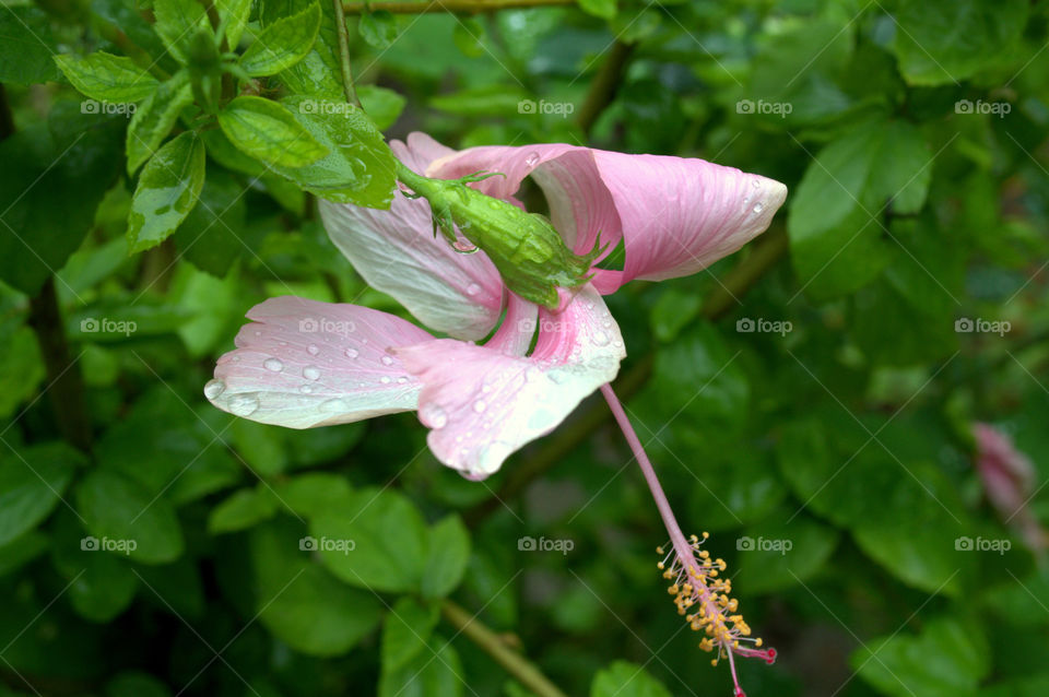 pink flower