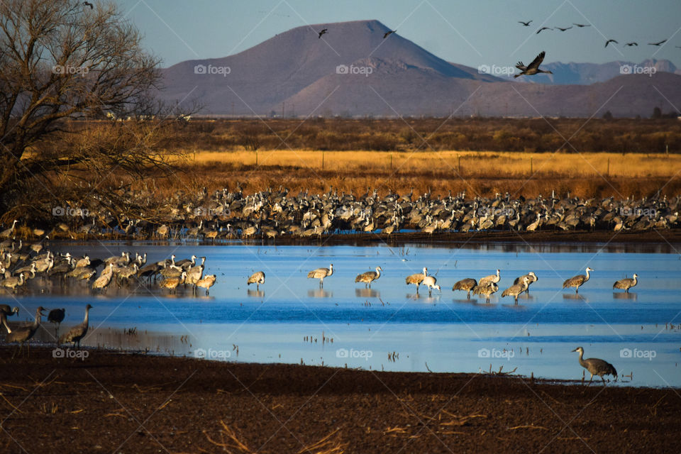 Sandhill cranes 