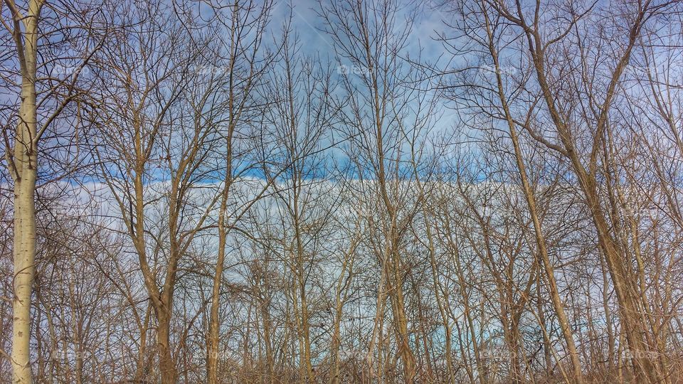 View of bare trees