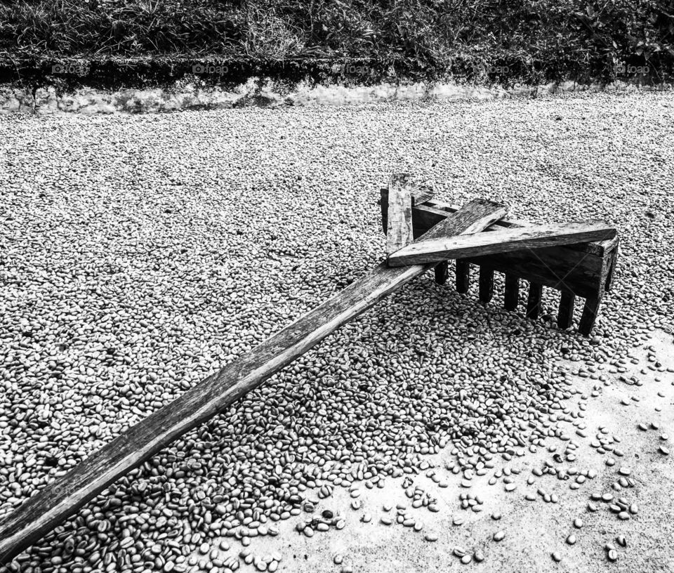 Wooden rake on a bed of coffee.