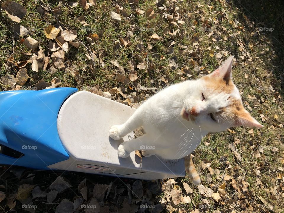 Funny cat on a fall day sitting on toy truck