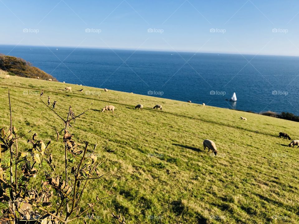 This photo has unbroken sunshine, calm blue waters and sheep and a sailor who can enjoy such peace and tranquility.